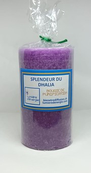 Splendeur du Dhalia 